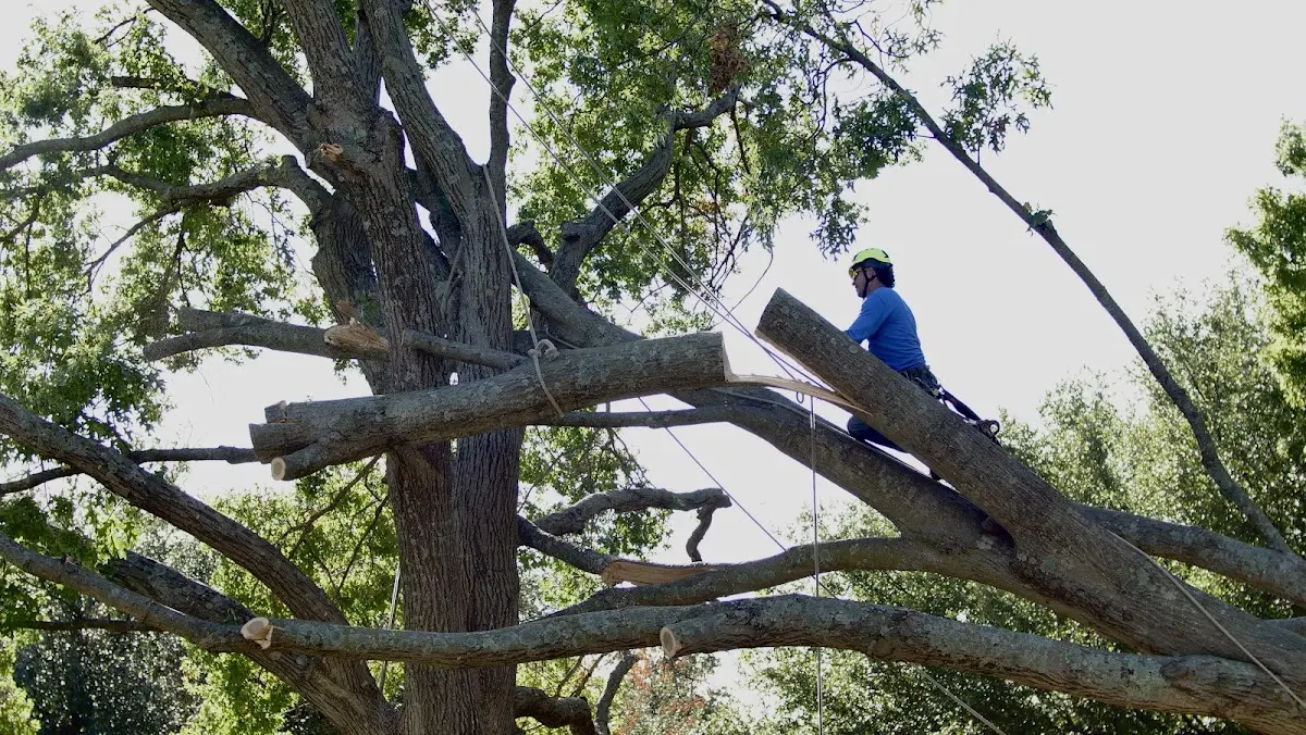Professional Hazardous Tree Removal performed by certified arborists in Percival