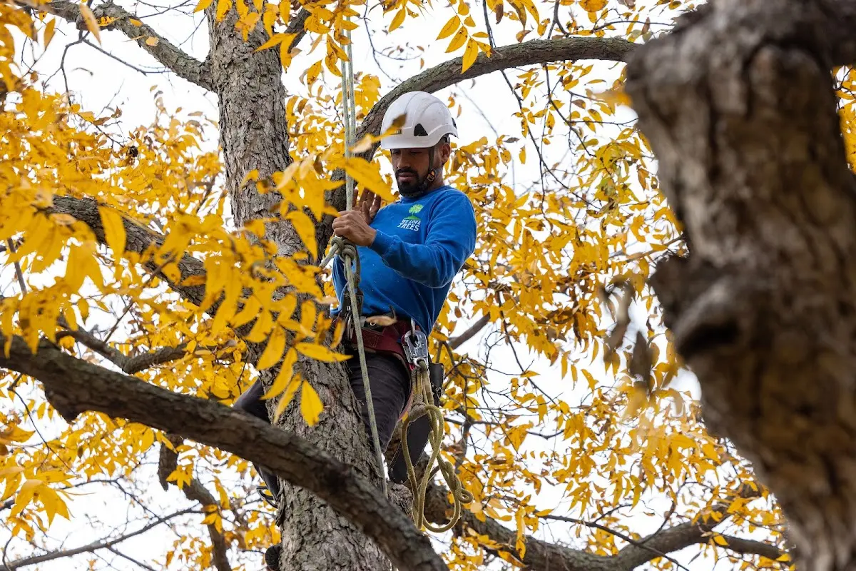 Skilled Tree Transplanting crew working in Percival