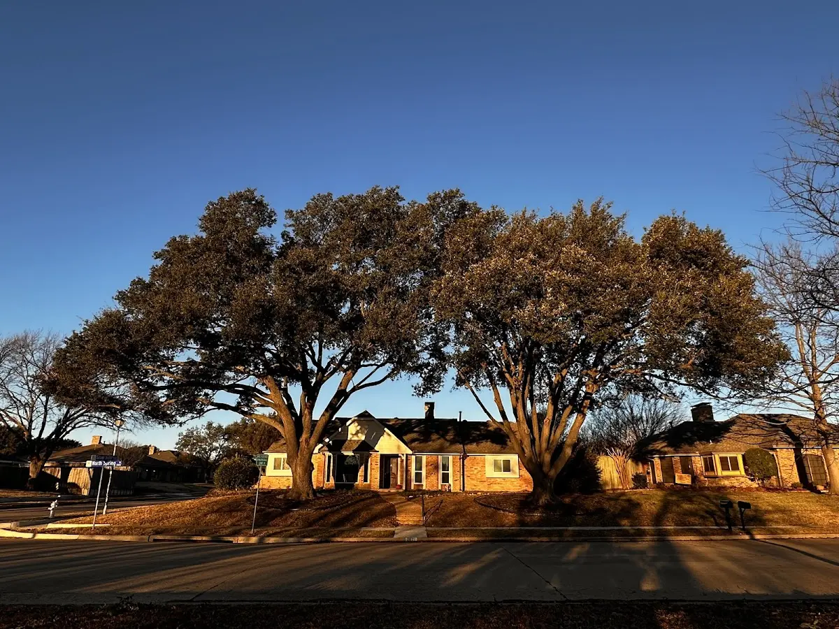 Established residential canopy tree shading a home in Percival